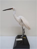 藏品(小白鷺)的圖片